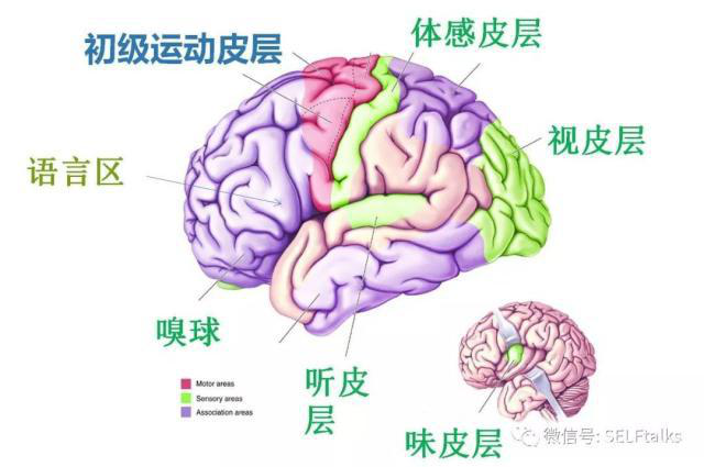 中国脑健康日关注“头”等大事，中国脑科技的未来是什么？